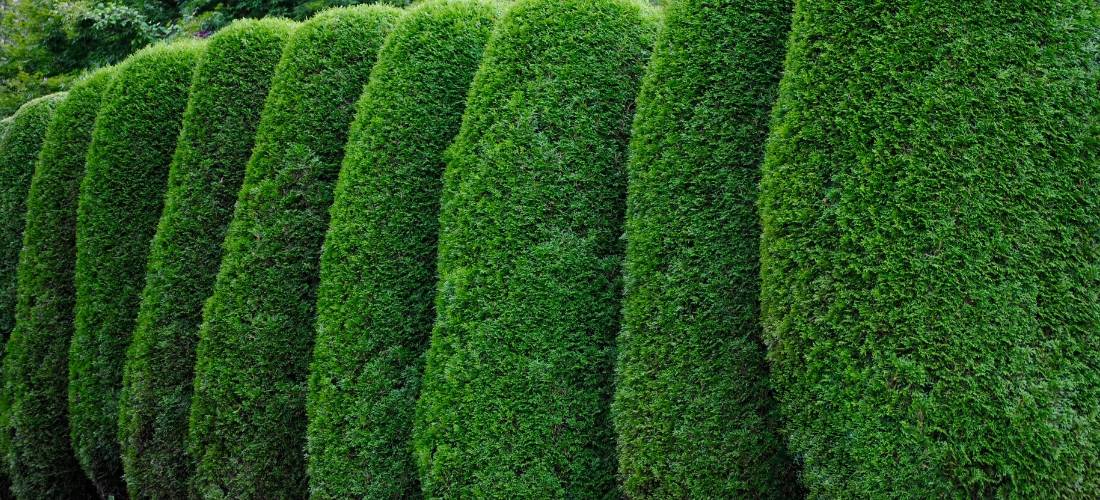 13 Extraordinarily Fast Growing Hedges You Can Plant For Privacy